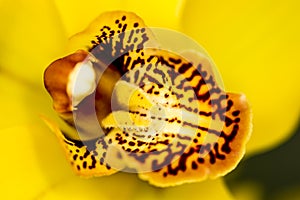 Close-up of the center of a yellow orchid with its pistils and small brown spots