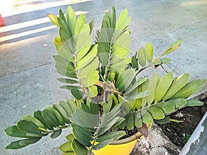 Beautiful image of zamia pumila plant in a flower pot in a garden india