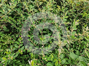 Beautiful image of ziziphus mauritiana tree leaf in a field india