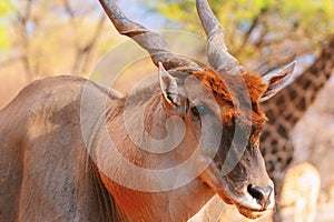 Beautiful Images  of African largest Antelope. Wild african Eland antelope  close up, Namibia, Africa