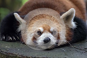 Beautiful images of a red panda