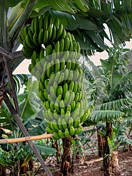 beautiful immature bananas. Madeira Island Portugal.