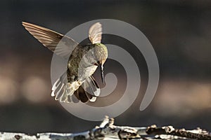 A Beautiful Immature Male Anna\'s Hummingbird In Flight