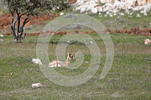 Beautiful Impala Antelope in African landscape and scenery