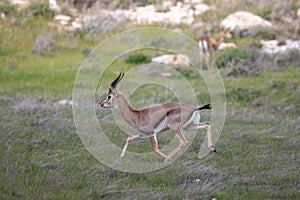 Beautiful Impala Antelope in African landscape and scenery