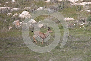 Beautiful Impala Antelope in African landscape and scenery