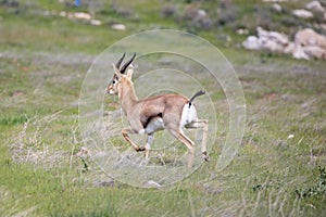 Beautiful Impala Antelope in African landscape and scenery