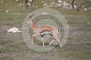 Beautiful Impala Antelope in African landscape and scenery