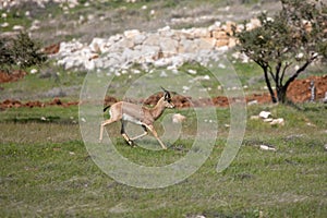 Beautiful Impala Antelope in African landscape and scenery