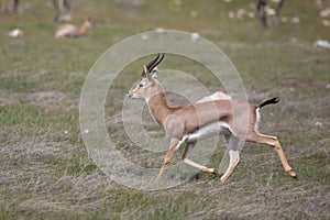 Beautiful Impala Antelope in African landscape and scenery