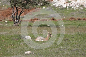 Beautiful Impala Antelope in African landscape and scenery