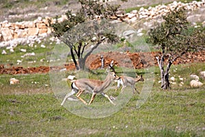 Beautiful Impala Antelope in African landscape and scenery