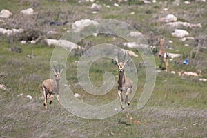 Beautiful Impala Antelope in African landscape and scenery