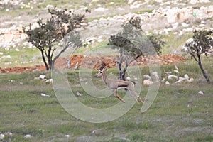 Beautiful Impala Antelope in African landscape and scenery