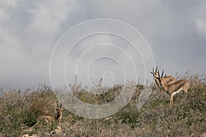 Beautiful Impala Antelope in African landscape and scenery