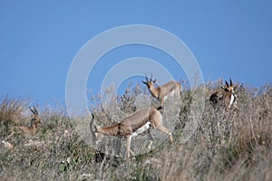 Beautiful Impala Antelope in African landscape and scenery