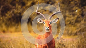 Beautiful impala antelope in a park