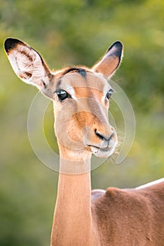 Beautiful Impala in Kruger National Park, Africa, close up