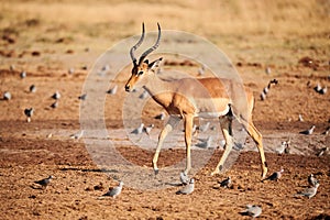 Beautiful impala male, Aepyceros melampus