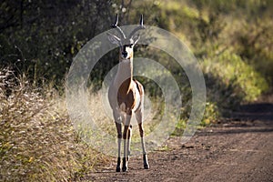 Beautiful impala in the middle of an African savannah road this species of artiodactyl mammal is an African antelope