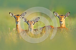 Beautiful impalas in the grass with evening sun, hidden portrait in vegetation. Animal in the wild nature . Sunset in Africa wildl