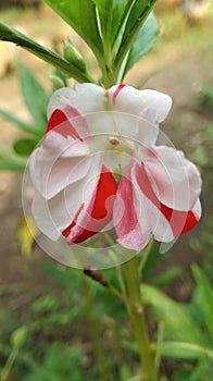 A Beautiful Impatiens Balsamina flower in the garden