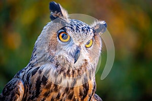 Beautiful and impressive smart Great horned owl, Bird of Prey