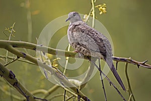 Beautiful Inca Dove, Columbina inca