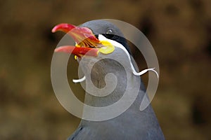 Beautiful Inca Tern