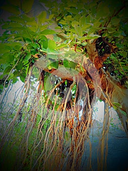 Beautiful Indian Banyan tree  image photo