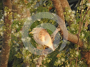 Beautiful Indian black crowned night heron bird sitting on a tree with nature background