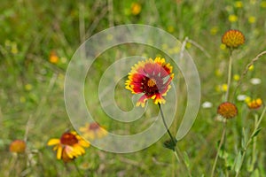 Beautiful Indian blanket flower