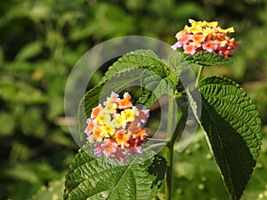 Beautiful Indian Camara Lantana with orange and black color butterfly sitting on flower with nature background