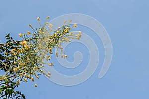 Beautiful indian cork (Millingtonia hortensis Linn.f) flowers on