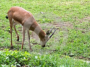 Indian Gazelle or Chinkara Eating Grass