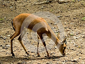 Indian Gazelle or Chinkara Eating Grass