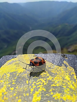 Beautiful Indian Ladybird Beetle sitting freely on a wall at Laitlum Canyon