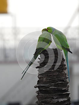 Beautiful indian pair or couple parrots sitting on the tree in the sky and city building background