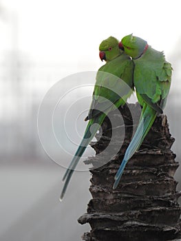 Beautiful indian pair or couple parrots sitting on the tree in the sky and city building background