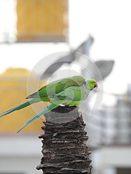 Beautiful indian pair or couple parrots sitting on the tree in the sky and city building background