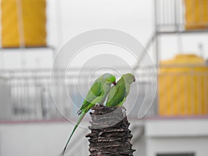 Beautiful indian pair parrots sitting on the tree in the sky and city building background