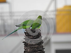 Beautiful indian pair parrots sitting on the tree in the sky and city building background