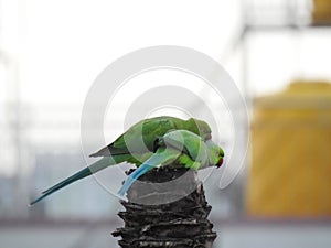 Beautiful indian pair parrots sitting on the tree in the sky and city building background