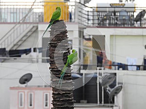 Beautiful indian pair parrots sitting on the tree in the sky and city building background