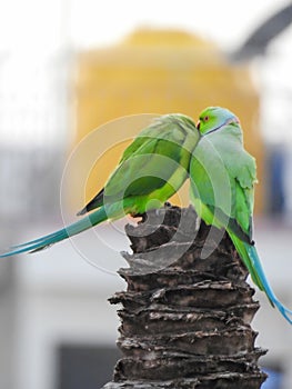 Beautiful indian pair parrots sitting on the tree in the sky and city building background