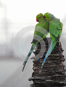 Beautiful indian pair parrots sitting on the tree in the sky and city building background