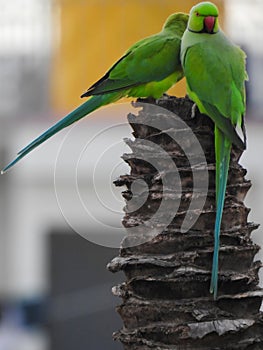 Beautiful indian pair parrots sitting on the tree in the sky and city building background