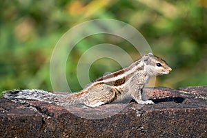 A beautiful Indian palm squirrel is sitting on the wall