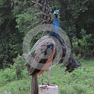 Beautiful Indian peacock