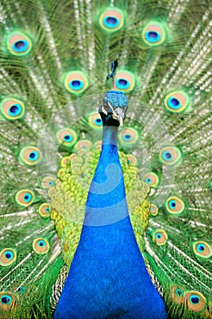 Beautiful indian peacock